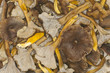 funnel chanterelle, trumpet chanterelle funnel chanterelle, trumpet chanterelle