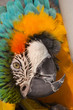 Blue Gold Macaw Curled Up
