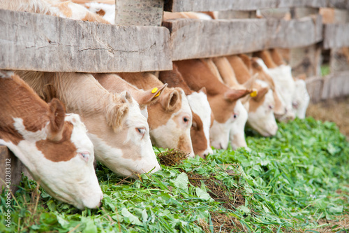 Foto: calves eating green rich fodder calves eating green rich fodder