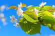 Nature background