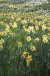 Frühling auf Mainau
