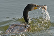 Kormoran