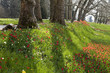 Frühling auf Mainau