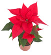 poinsettia flower on white
