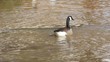 Goose Floating Back Goose Floating Back