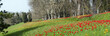 Frühling auf Mainau