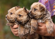 Dog puppies