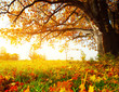 Oak