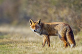 Red fox walks trough the dunes - Fine Art prints