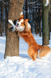 Border collie young dog play in winter