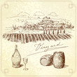 vineyard - hand drawing