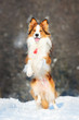Border collie young dog play in winter