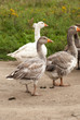 Gooses Gooses