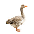 Goose isolated Goose isolated