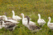 Gooses Gooses