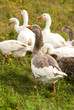 Gooses Gooses