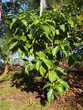 Noni tree