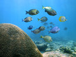 School of Surgeonfish
