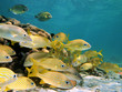 Shoal of grunt fish