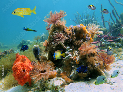 Foto: Colorful sealife Colorful sealife