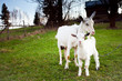 Goat and goatling