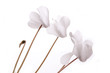 white flowers isolated on white