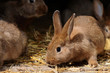 Kaninchen