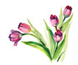 Watercolor -Purple Tulips- Watercolor -Purple Tulips-