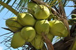 Coconut hanging on the vine Coconut hanging on the vine