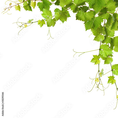 Foto: Collage of vine leaves Collage of vine leaves