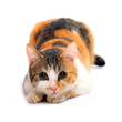 The domestic cat (Felis catus)