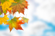 Autumn leaves