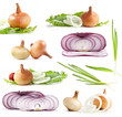 Collection of onions on a white background