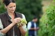 Picking grapes
