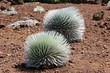 Silversword Plant