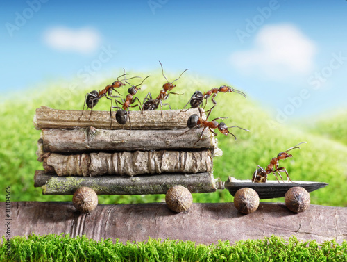 Foto: team of ants carry logs with trail car team of ants carry logs with trail car