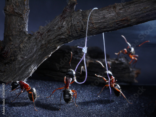 Foto: ants execute for loss of native smell, lynch law, thriller ants execute for loss of native smell, lynch law, thriller