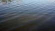 Video: Rippling surface of shallow water Rippling surface of shallow water