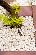 tree in garden tree in garden
