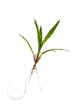 Green glass with roots on white background