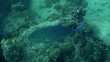 Carangues - jackfish