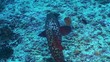 Mérou - grouper