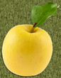 pomme golden, fond herbe pomme golden, fond herbe