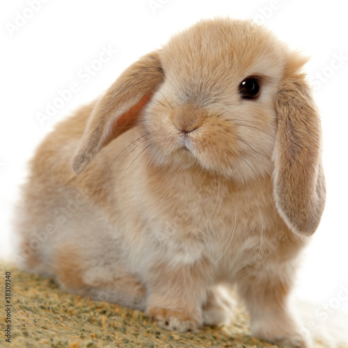 Photo: Cute little bunny with floppy ears Cute little bunny with floppy ears