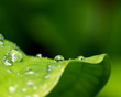 Waterdrops
