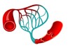 Capillary