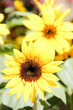 The beauty of a sunflower