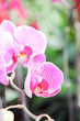 Pink tropical flower