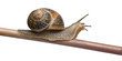 Garden Snail, Helix aspersa, in front of white background Garden Snail, Helix aspersa, in front of white background