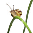 White Garden Snail, also know as the Sand Hill Snail White Garden Snail, also know as the Sand Hill Snail